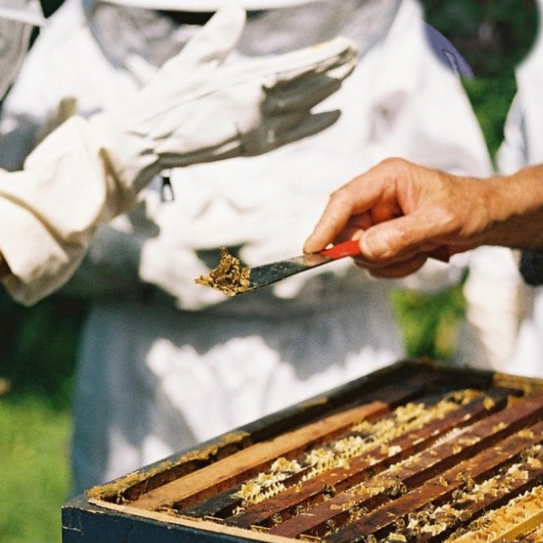 The Benefits Of Propolis For Your Hair