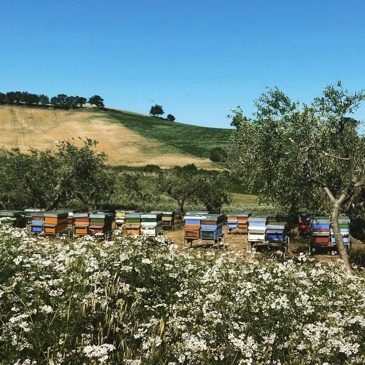 Checklist for starting a new bee garden
