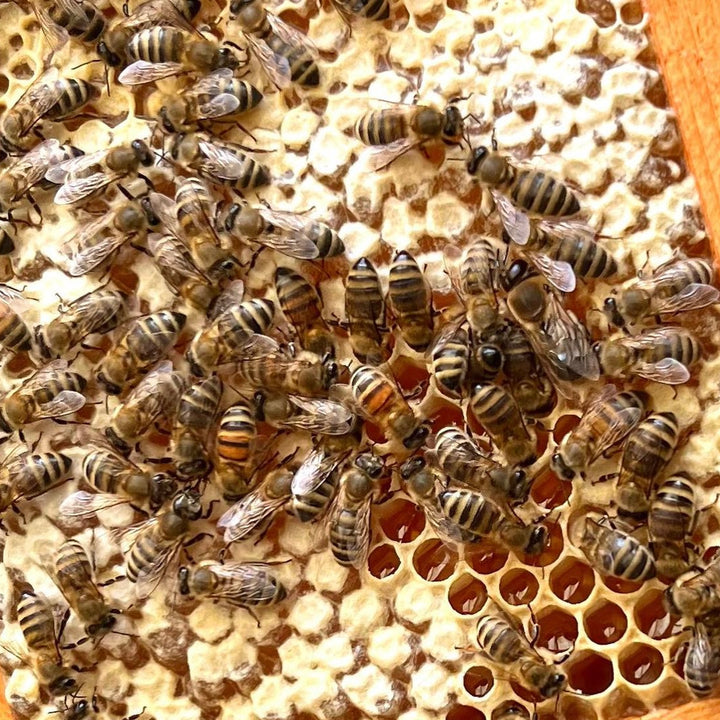 Fall Beekeeping Checklist