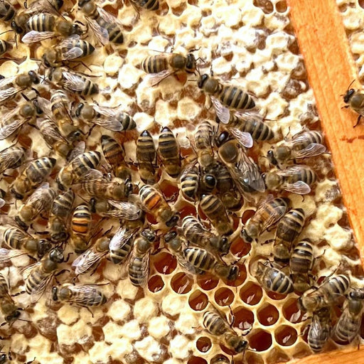 Gisou Bee Learning: the basics of beekeeping & honey bees