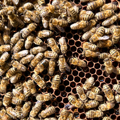 Beepeeking avec Negar : Évaluez votre saison des abeilles !