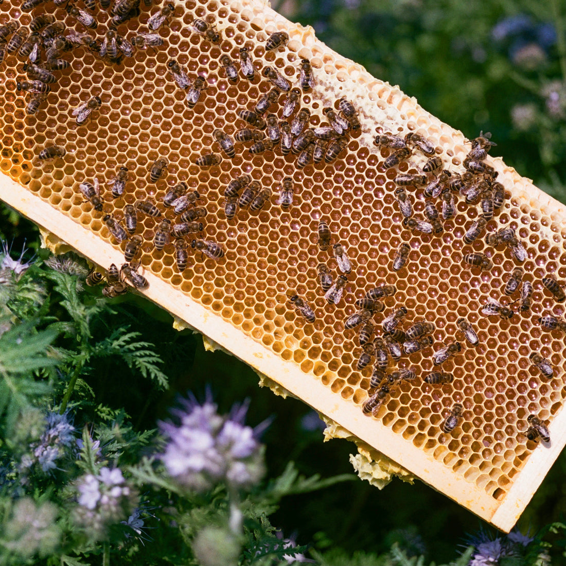 Honey Skin Benefits + How to Use It