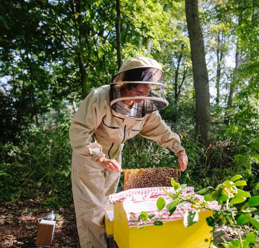 Comment débuter l'apiculture : quatre apicultrices racontent leur parcours