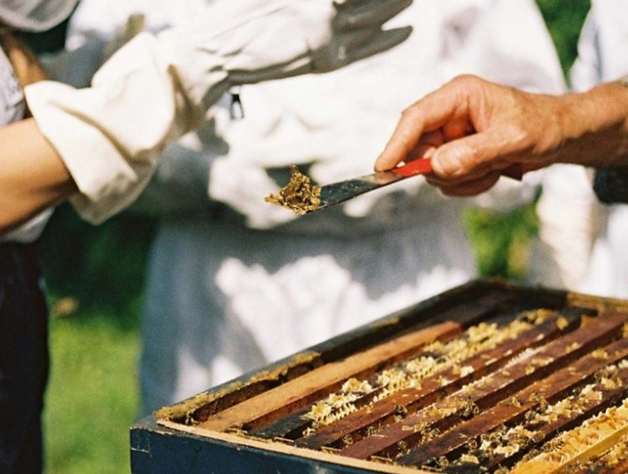 Collecting propolis in the Mirsalehi bee garden
