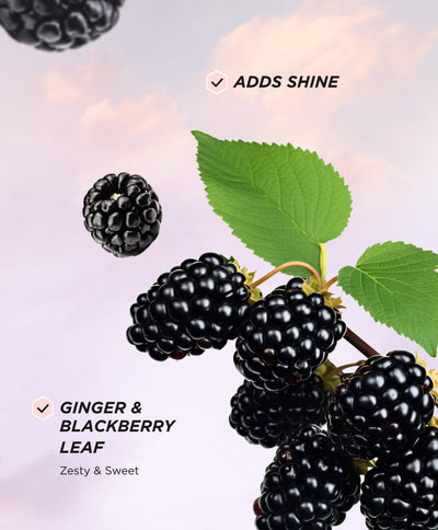 Blackberries and green leaves shown beside text highlighting ginger and blackberry leaf notes that add shine.