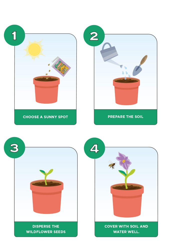 Diagram showing illustrating 4 steps of how to sow