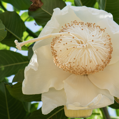 Close-up of a Baobab Extract ingredient.