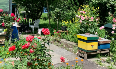 The Mirsalehi bee garden showing roses and other flowers blooming