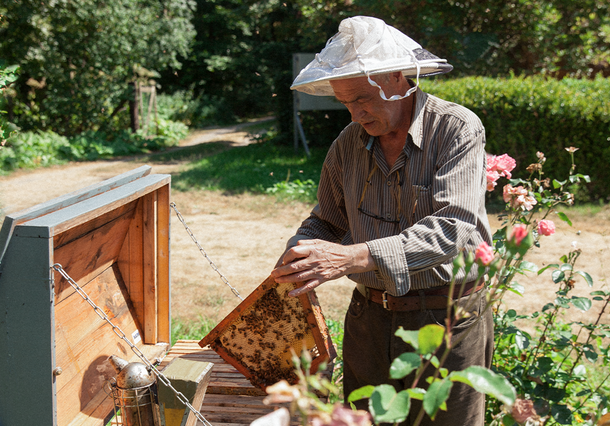 Negin's father tending to bees in the Mirsalehi bee garden