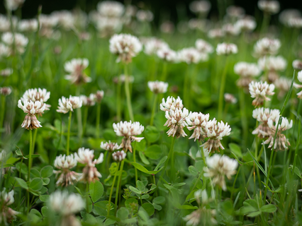 a field of white clover 